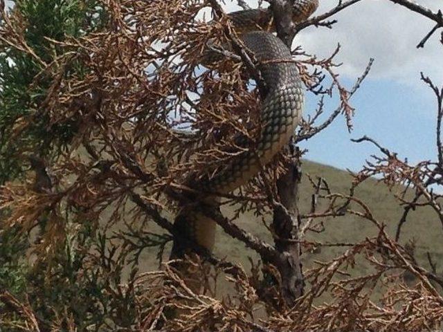 G&uuml;m&uuml;şhane nin Kelkit İl&ccedil;esinde 6 Metrelik Yılan Kabusu 2