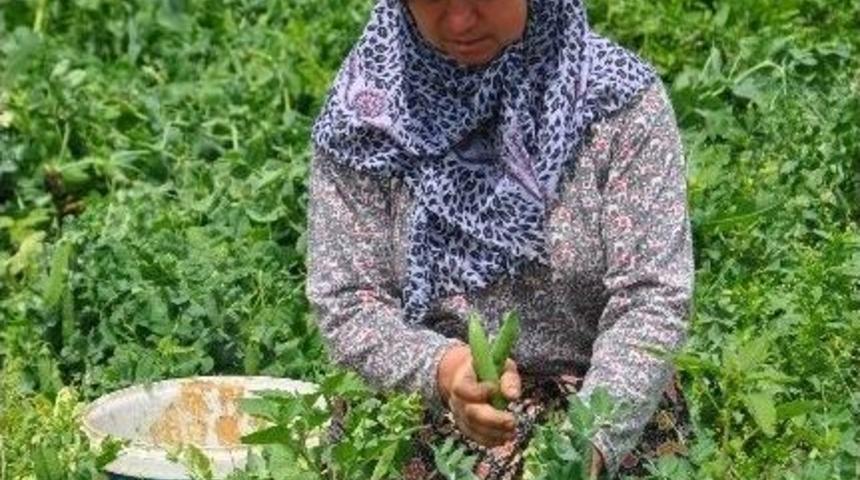 (&ouml;zel Haber) Değişen Hava Şartları &Ccedil;ift&ccedil;iyi Vurdu