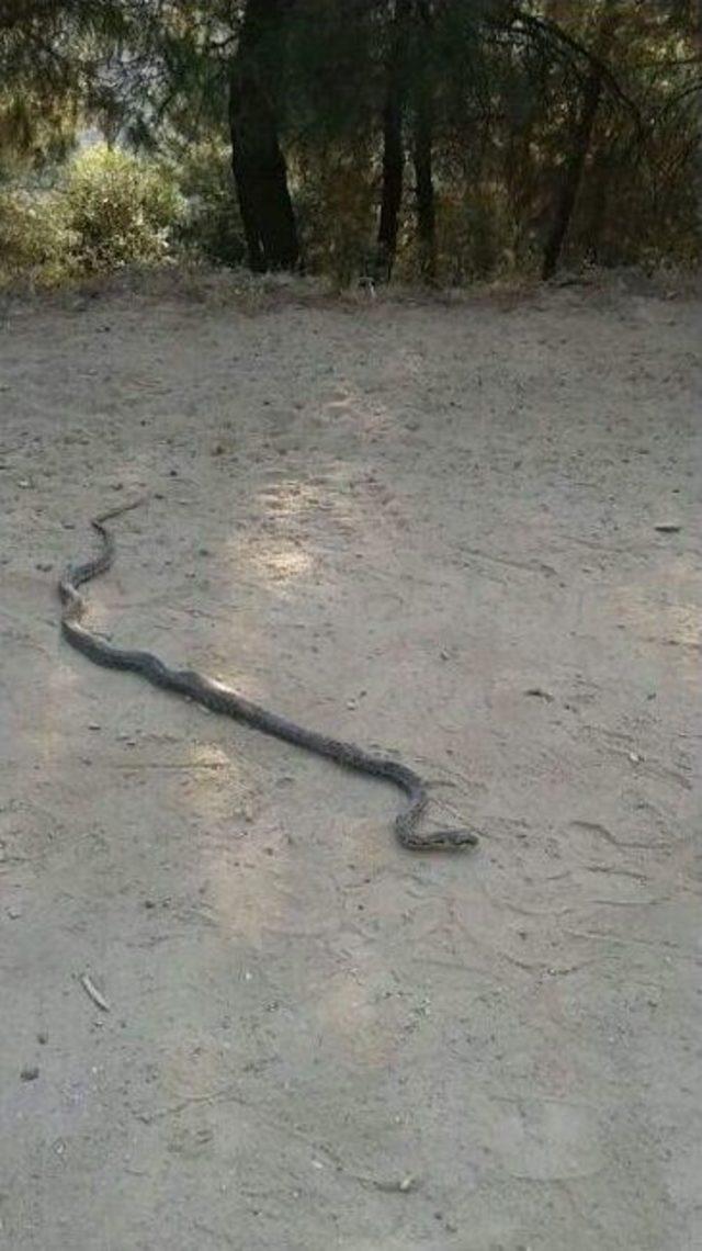 Aydın’da Yılanlar Korku Salmaya Başladı 1