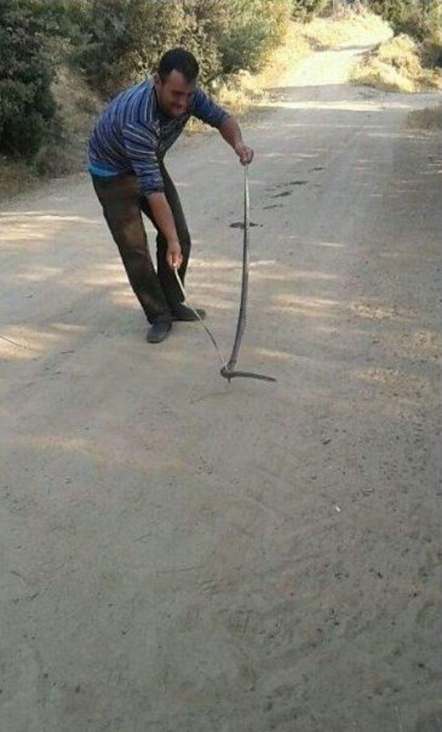 Aydın’da Yılanlar Korku Salmaya Başladı 2