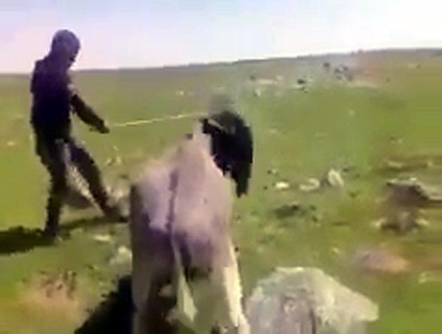 Eşeğe sopayla işkence yapan çoban jandarma tarafından yakalandı 1