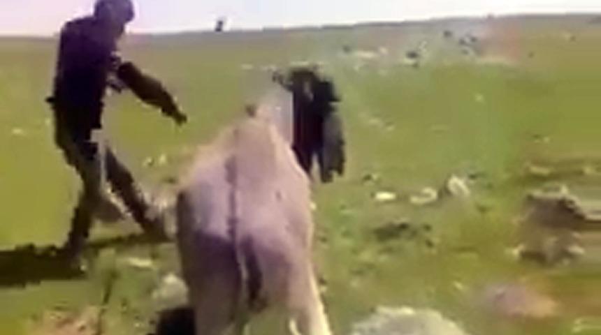 Eşeğe sopayla işkence yapan &ccedil;oban jandarma tarafından yakalandı