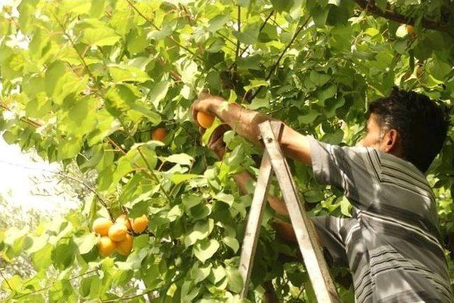 Türkiye'nin Kayısı İhtiyacını Mut Karşılıyor