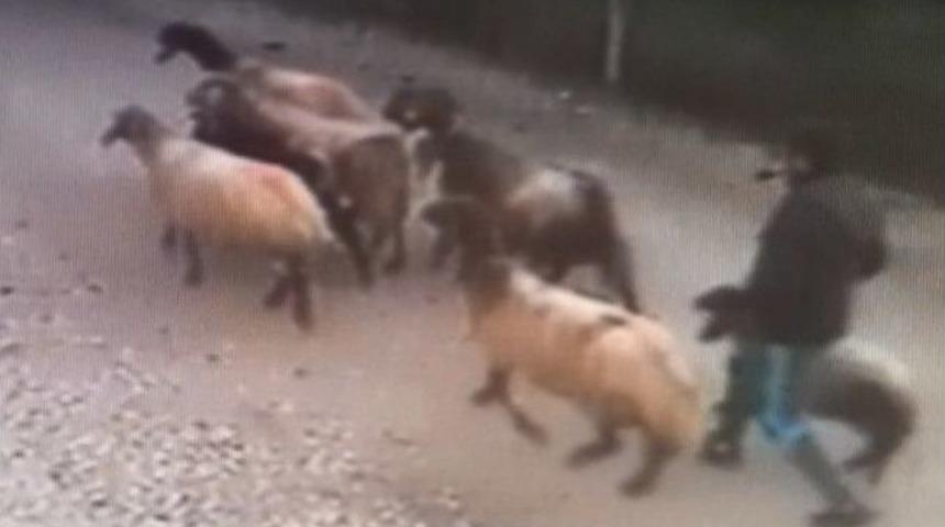 Polisten Ke&ccedil;i Koyun Operasyonu