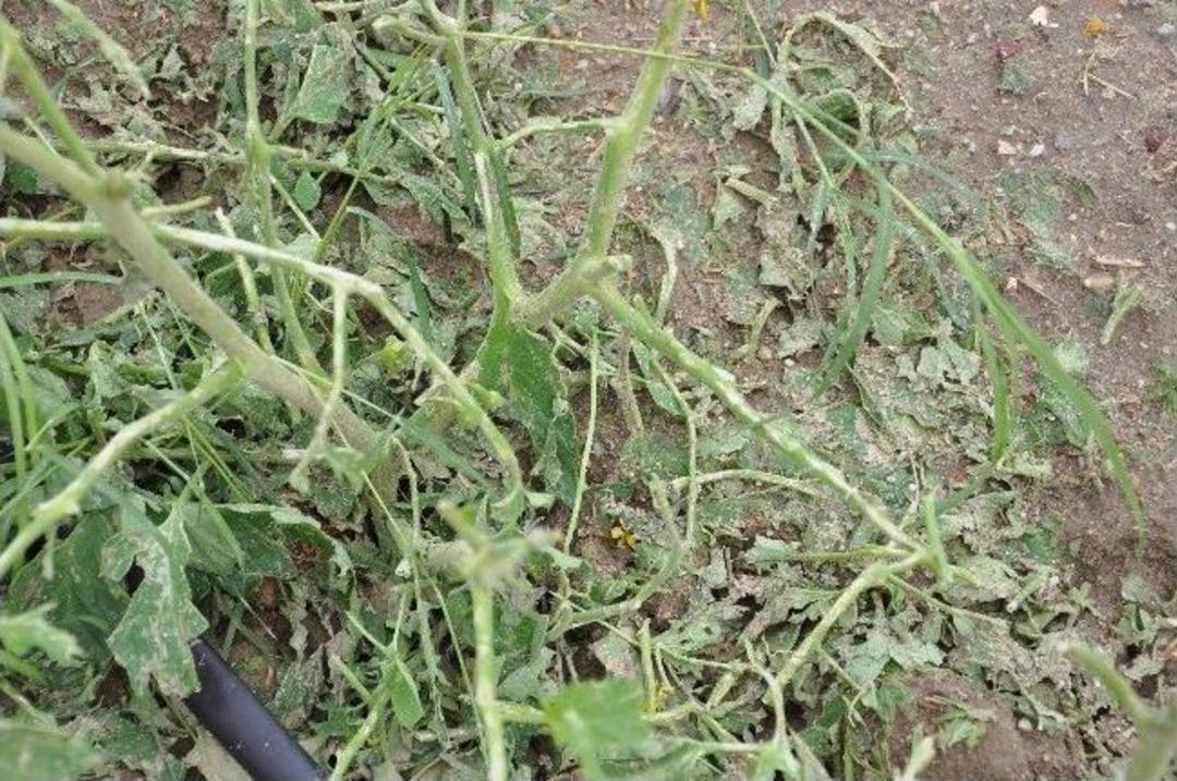 Tarımın Kalbi Manisa&rsquo;yı Dolu Ve Yağmur Vurdu