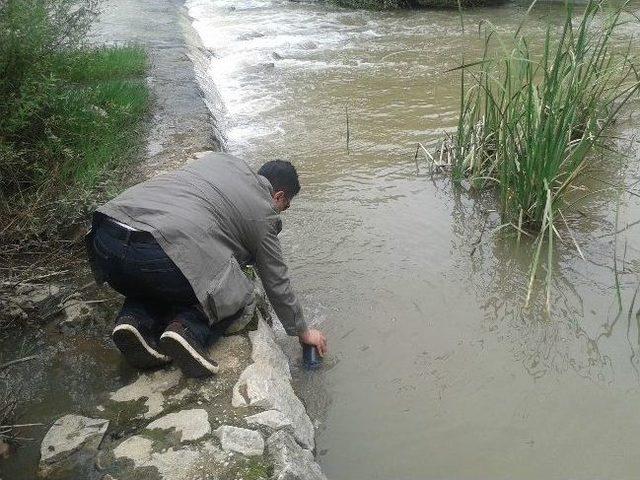 Kocabaş Çayındaki Balık Ölümleri Araştırılıyor