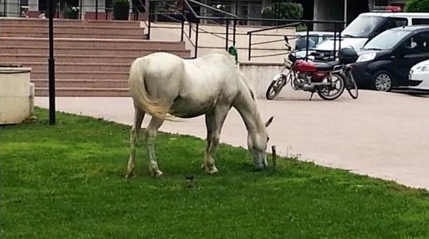 Edremit&rsquo;teki Boşıboş Atlar Adliye Bah&ccedil;esinde