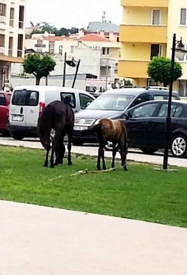 Edremit’teki Boşıboş Atlar Adliye Bahçesinde