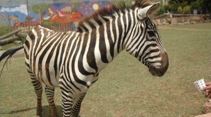 (&ouml;zel Haber) Darıca Hayvanat Bah&ccedil;esi Yaza Hazır