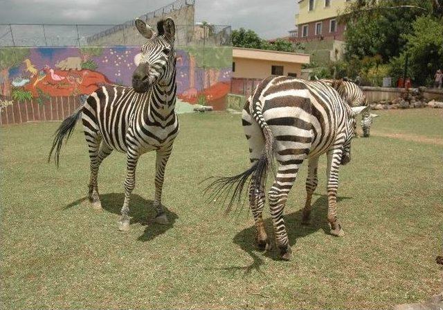 (&ouml;zel Haber) Darıca Hayvanat Bah&ccedil;esi Yaza Hazır 1