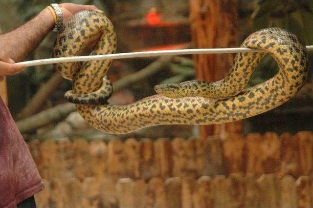 (&ouml;zel Haber) Darıca Hayvanat Bah&ccedil;esi Yaza Hazır 2