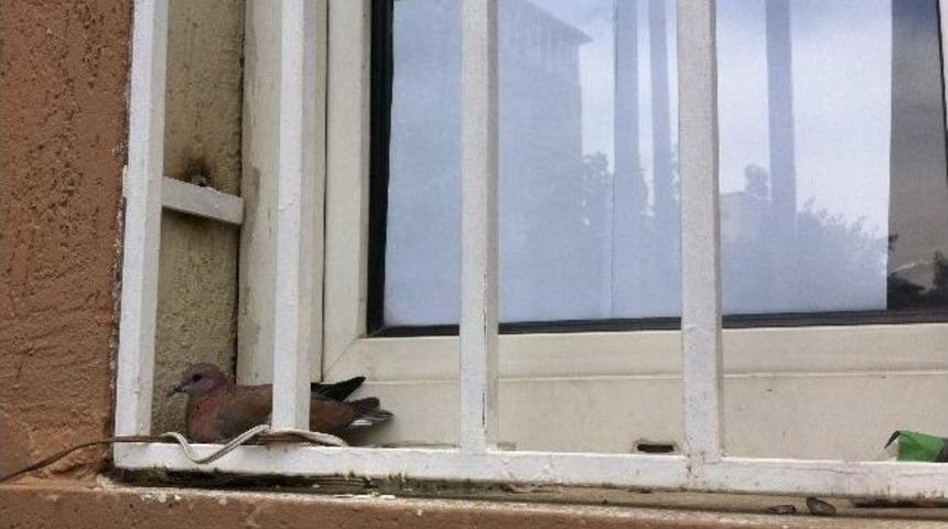 &ldquo;dikkat, Kuş Yavası Var &Uuml;rk&uuml;tmeyiniz&rdquo;