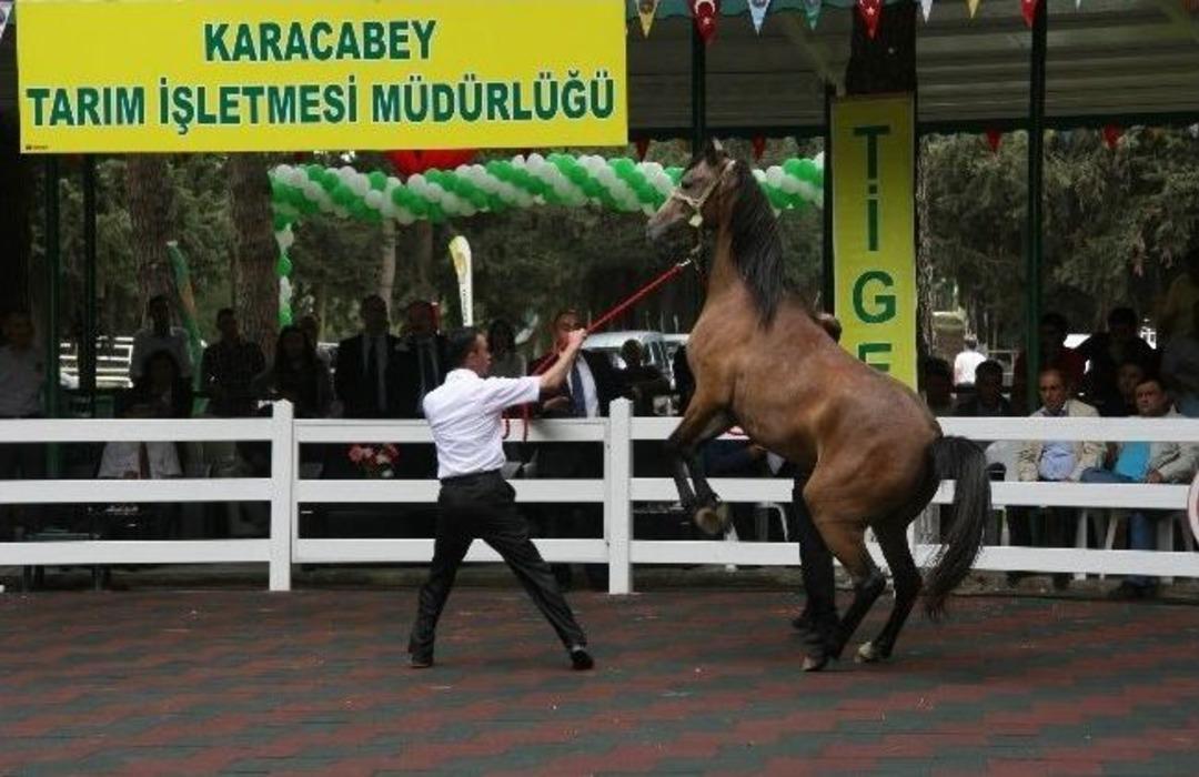 Yat Değil, At Satın Aldılar