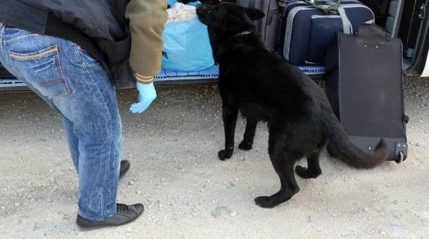 Ş&uuml;pheliyi Narkotik K&ouml;peği 'asi' Ele Verdi