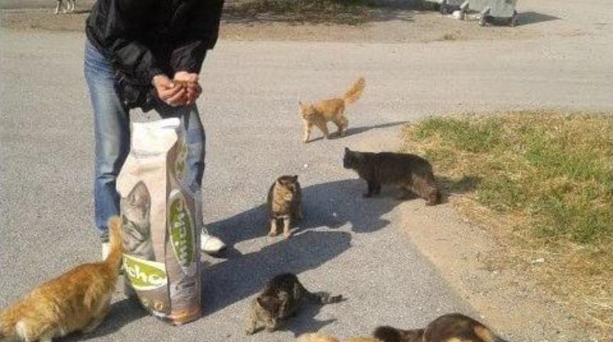 Sahipsiz Hayvanların Urla Sanat Sokağı&rsquo;nda Bir Standı Var