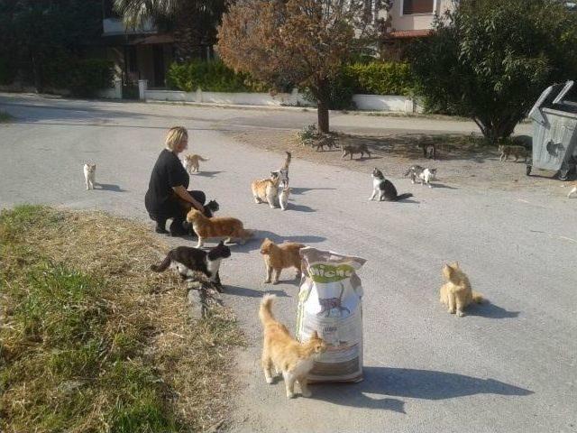 Sahipsiz Hayvanların Urla Sanat Sokağı’nda Bir Standı Var