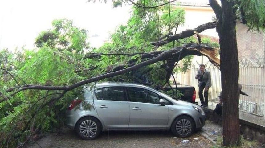 Kırılan Akasya Ağacı 2 Otomobili Hurdaya &Ccedil;evirdi