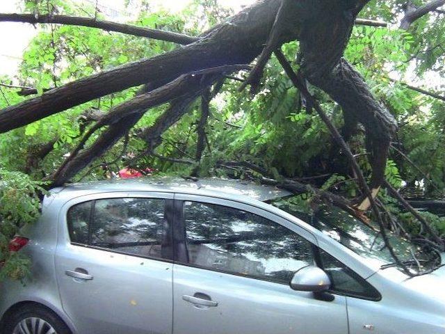 Kırılan Akasya Ağacı 2 Otomobili Hurdaya Çevirdi