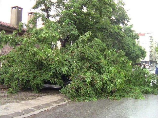 Kırılan Akasya Ağacı 2 Otomobili Hurdaya Çevirdi