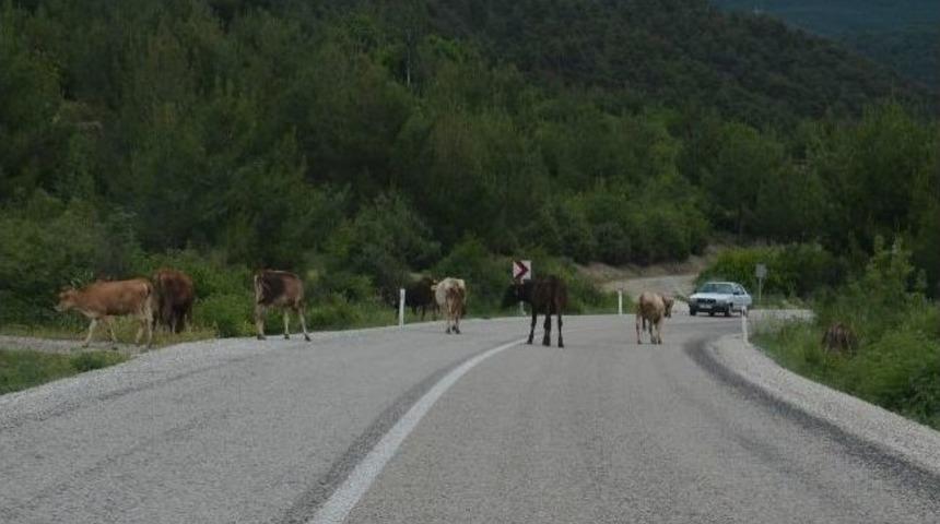 Başıboş Hayvanlar Tehlike Sa&ccedil;ıyor