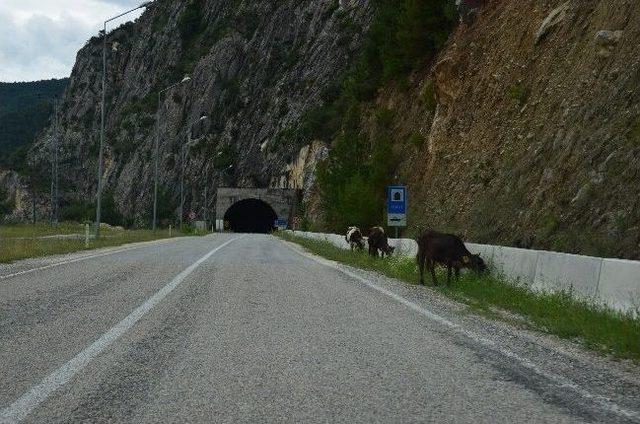 Başıboş Hayvanlar Tehlike Saçıyor