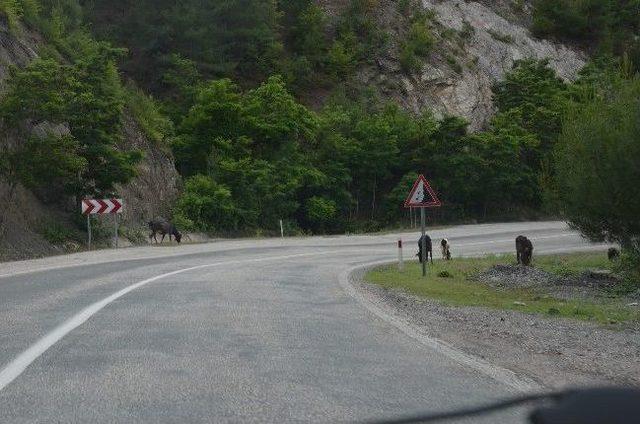 Başıboş Hayvanlar Tehlike Saçıyor