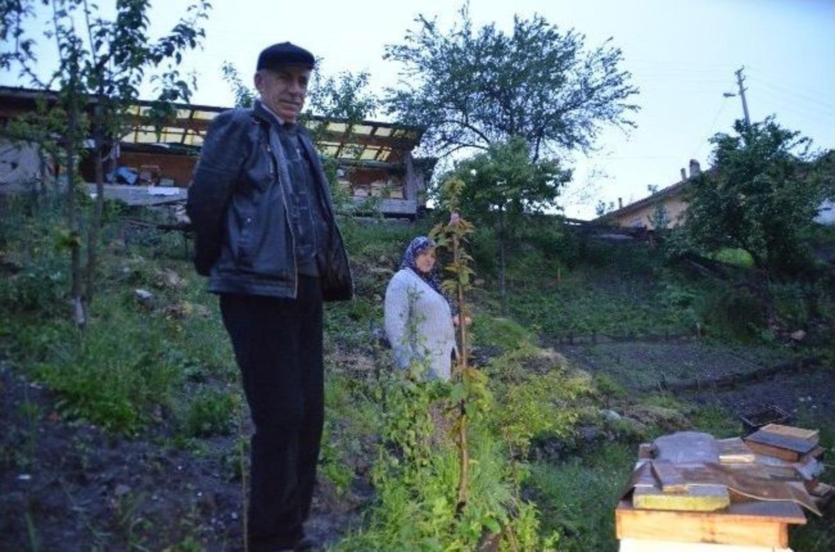 (&ouml;zel Haber) Ayılar K&ouml;ye İndi K&ouml;yl&uuml;ler N&ouml;bete Başladı