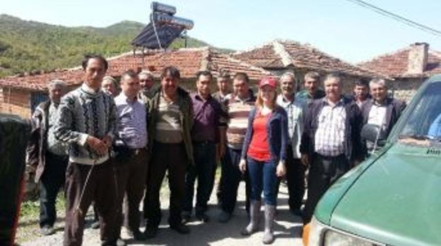 (&ouml;zel Haber) Kırkağa&ccedil;&rsquo;ta &Ccedil;ekirge İstilası