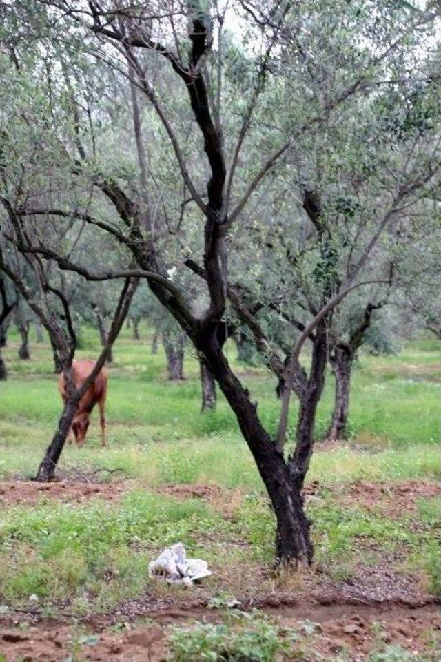 Nazilli’de Şüpheli Ölüm