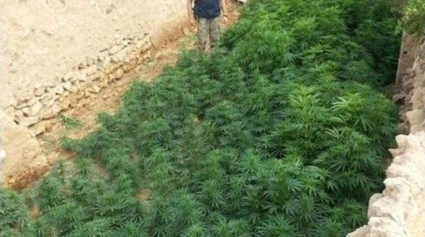 Jandarmadan Esrar Operasyonu: 10 G&ouml;zaltı