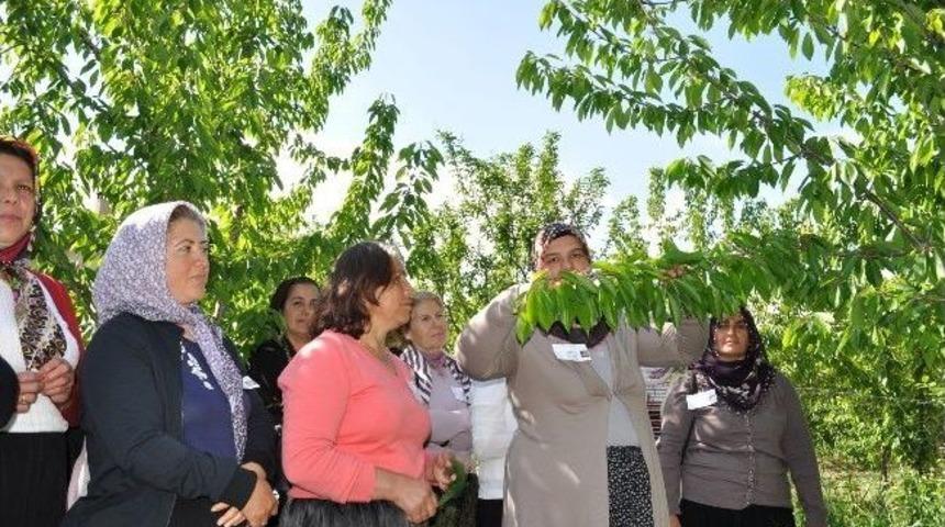 Niğde&rsquo;nin Budamacı Kadınları