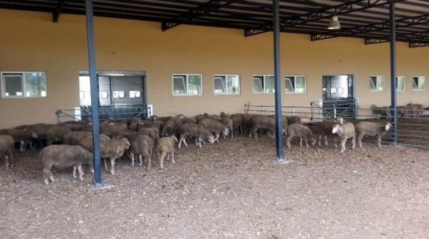 Koyun Yetiştiricilerine Merinos'tan Kırkım Dersi