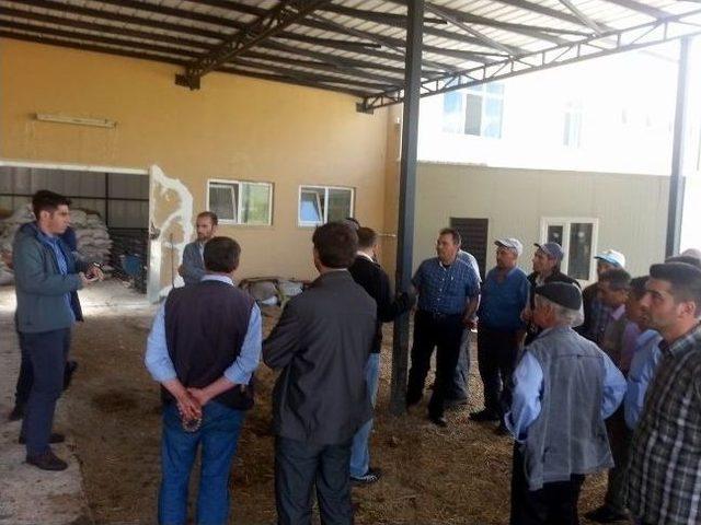 Koyun Yetiştiricilerine Merinos tan Kırkım Dersi 1