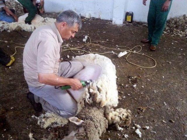 Koyun Yetiştiricilerine Merinos tan Kırkım Dersi 2