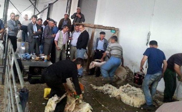 Koyun Yetiştiricilerine Merinos tan Kırkım Dersi 3