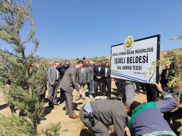 Denizliye 2 Yeni Bal Ormanı Kurulacak 1