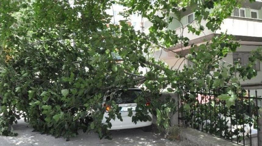 Şiddetli R&uuml;zgar Ağa&ccedil; Devirdi