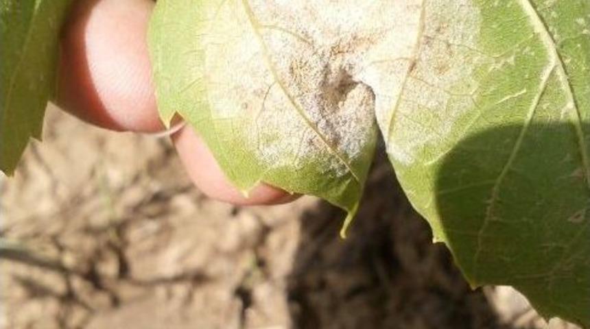 Bu Hastalık İ&ccedil;in T&uuml;m Şartlar Oluştu