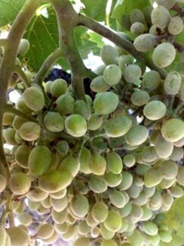 Bu Hastalık İ&ccedil;in T&uuml;m Şartlar Oluştu 1