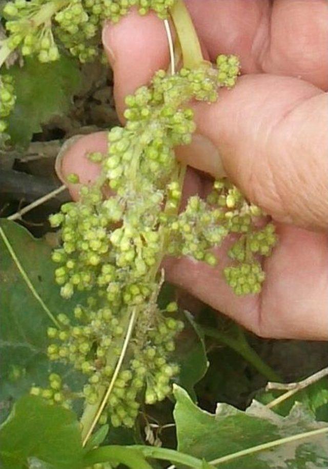 Bu Hastalık İ&ccedil;in T&uuml;m Şartlar Oluştu 2