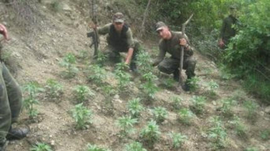 Hatay'da 294 Bin K&ouml;k Kenevir Bitkisi Ele Ge&ccedil;irildi