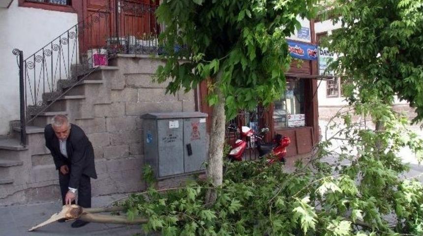 Afyonkarahisar&rsquo;da 50 Kilometre Hızla Esen R&uuml;zgar Ağa&ccedil; Dallarını Kırdı