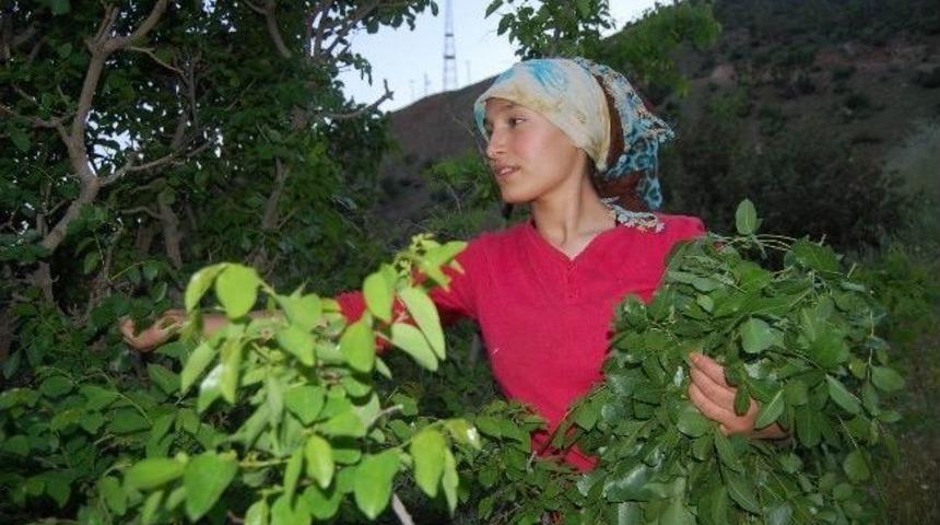 Bıttımdan 3 &Ccedil;eşit Yemek