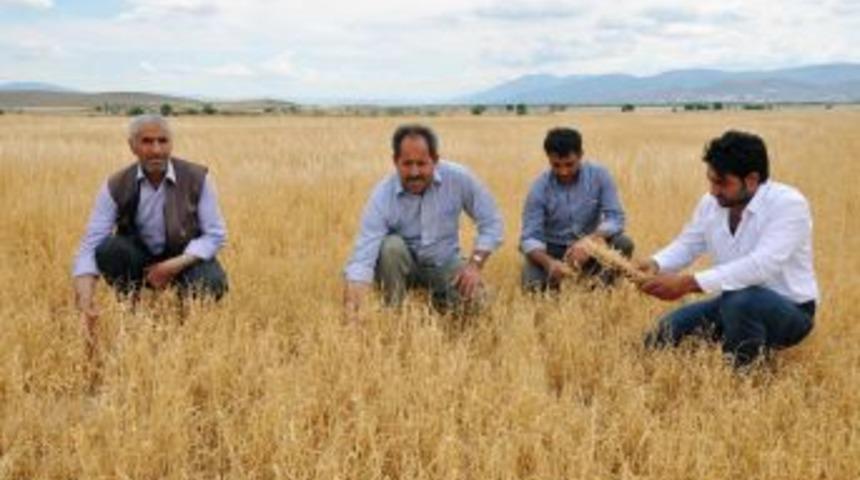 Kuraklık Vurdu Ekinler Kurudu