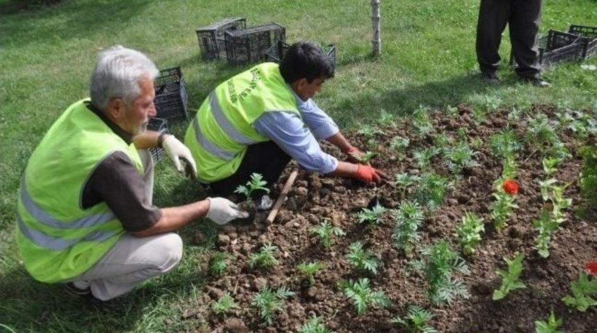 Siirt'te 50 Bin &Ccedil;i&ccedil;ek Dikilecek