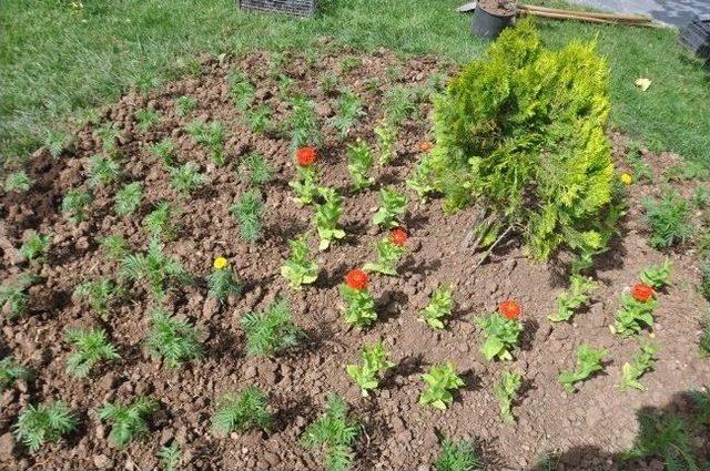 Siirt te 50 Bin &Ccedil;i&ccedil;ek Dikilecek 1