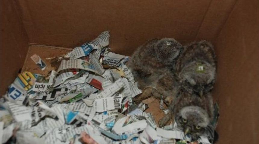 Baykuş Yavrularına Annelik Yapıyor