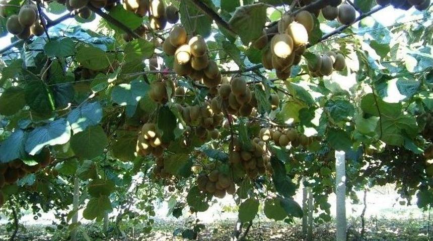 Kastamonu&rsquo;da Kivi &Uuml;retimi Her Ge&ccedil;en Yıl Artıyor