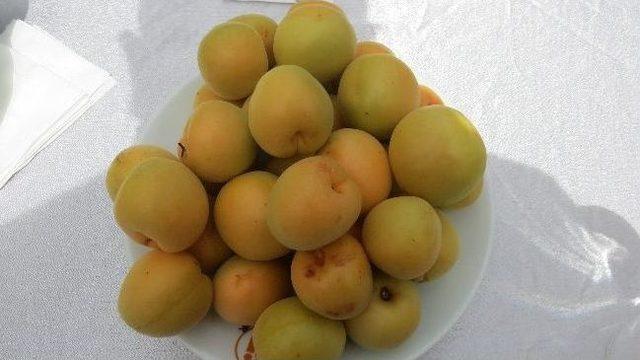 Malatya’da Kayısı Yüzde 95 Oranında Zarar Gördü, Bir Tek Bu Bahçeyi Don Vurmadı 2