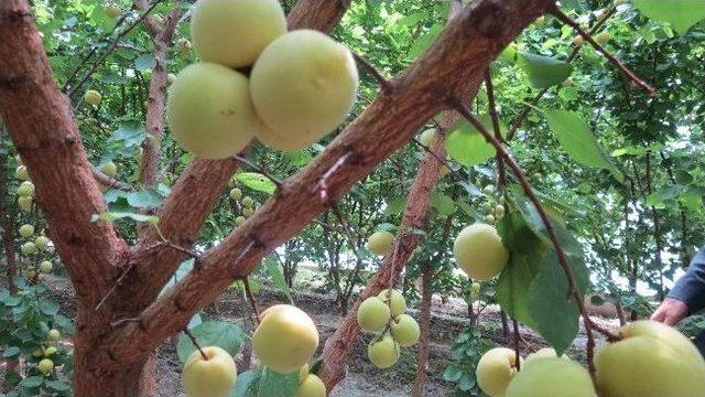 Malatya’da Kayısı Yüzde 95 Oranında Zarar Gördü, Bir Tek Bu Bahçeyi Don Vurmadı 3